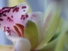 DSC02907